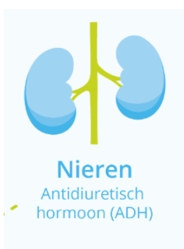 <p><strong>Antidiuretisch hormoon (ADH)</strong></p><p>De <strong>hypofyse </strong><u>stuurt </u>het hormoon ADH op het <u>juiste moment</u> in de <u>juiste hoeveelheid</u> <u>naar </u>de <strong>nieren</strong>. ADH <strong>reguleert</strong> de <strong>hoeveelheid urine</strong> en de <strong>concentratie daarvan</strong>. Het zorgt ervoor dat de <strong>nieren voldoende water vasthouden</strong> en <u>niet te veel water loslaten</u>. ADH heeft ook een <strong>vaatvernauwende</strong> werking.&nbsp;Samen met het<u> bijnierschorshormoon</u> <strong>aldosteron</strong> regelt het de <strong>hoogte </strong>van de <strong>bloeddruk.</strong></p>