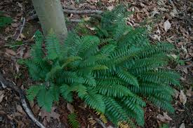 <p>Christmas fern</p>
