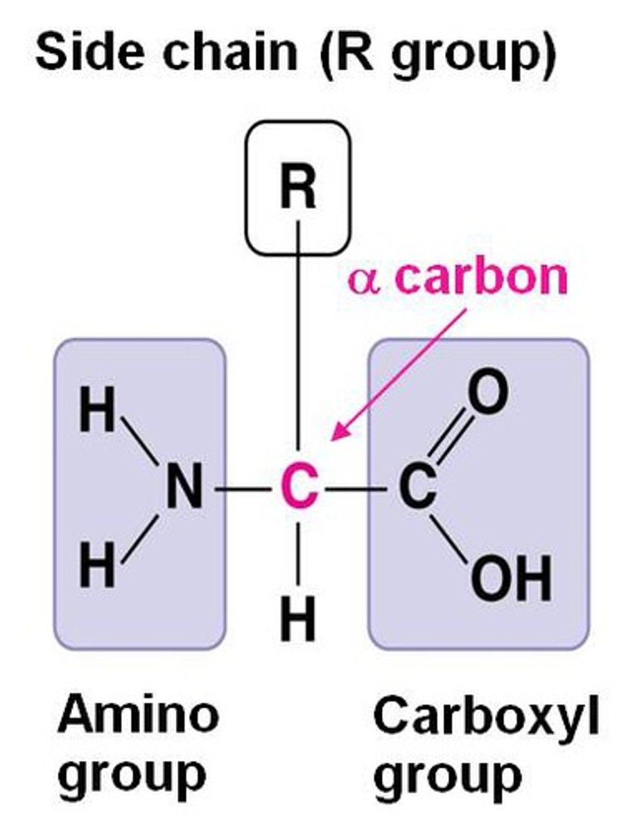 <p>An R-group is any group in which the carbon or hydrogen is attached to the rest of the molecule.</p><p>used to represent one of 20 possible side chains found in amino acids of living systems</p>