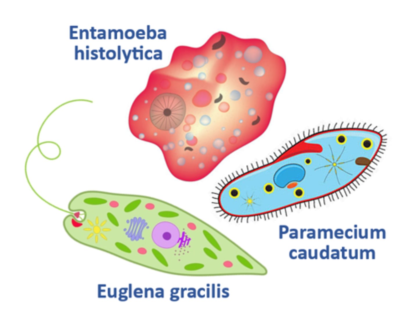 <p>one-celled animal organisms that vary in size & shape & contain no cell walls</p>