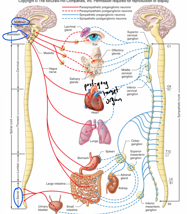 <ul><li><p>preganglionic neurons(high and low) of the PD originate in midbrain, brainstem, and sacral spinal cord (long) </p></li><li><p>preganglionic neuron synapse w/postganglionic neurons w/n target organ </p></li></ul><p></p><p>*ganglia- collection of neurons </p><p></p>