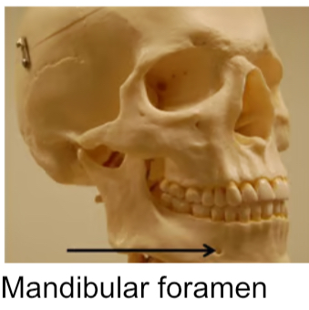 <p>Small, rounded passageway for blood vessels or nerves to pass through bone</p>