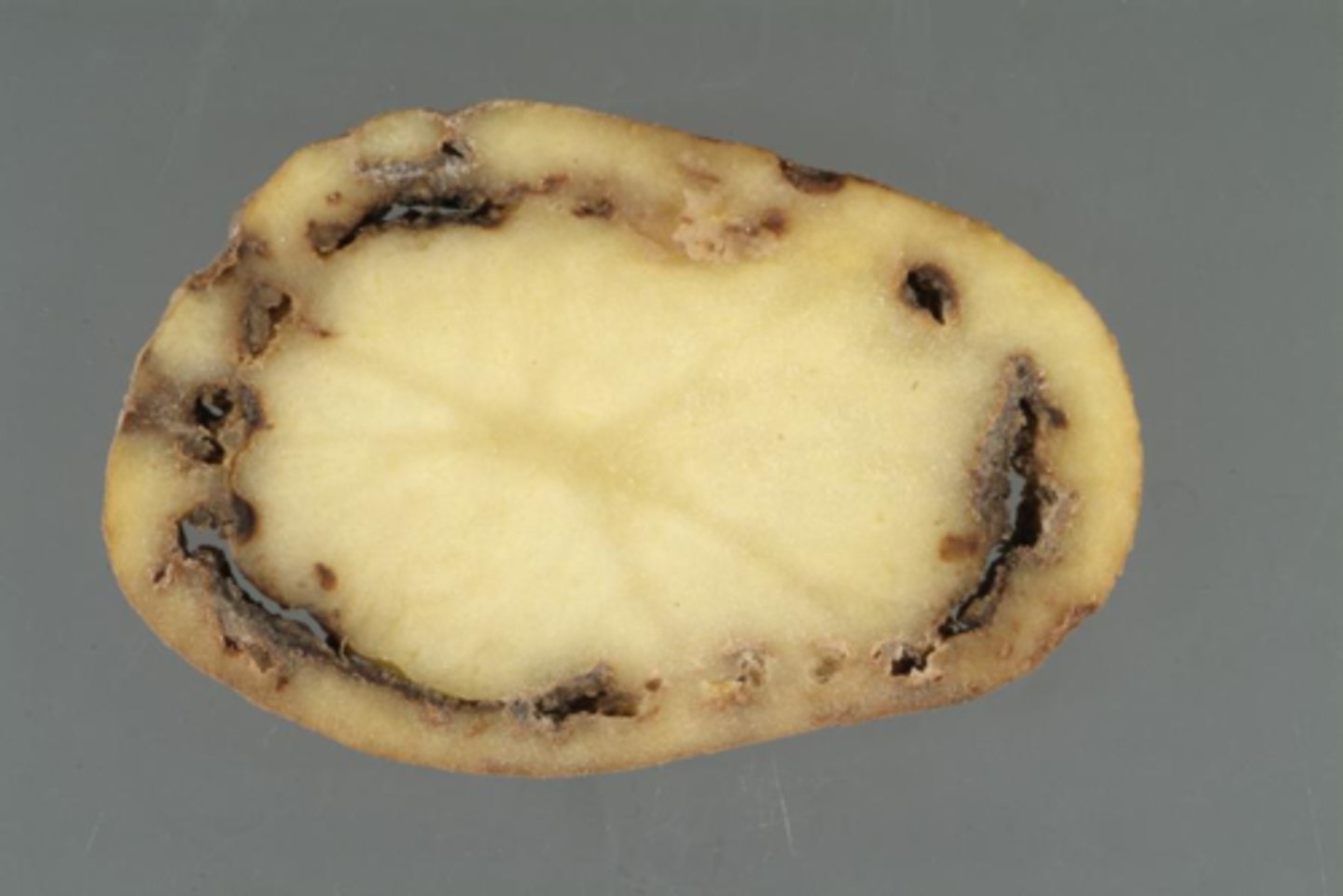 <p>Bacteria</p>