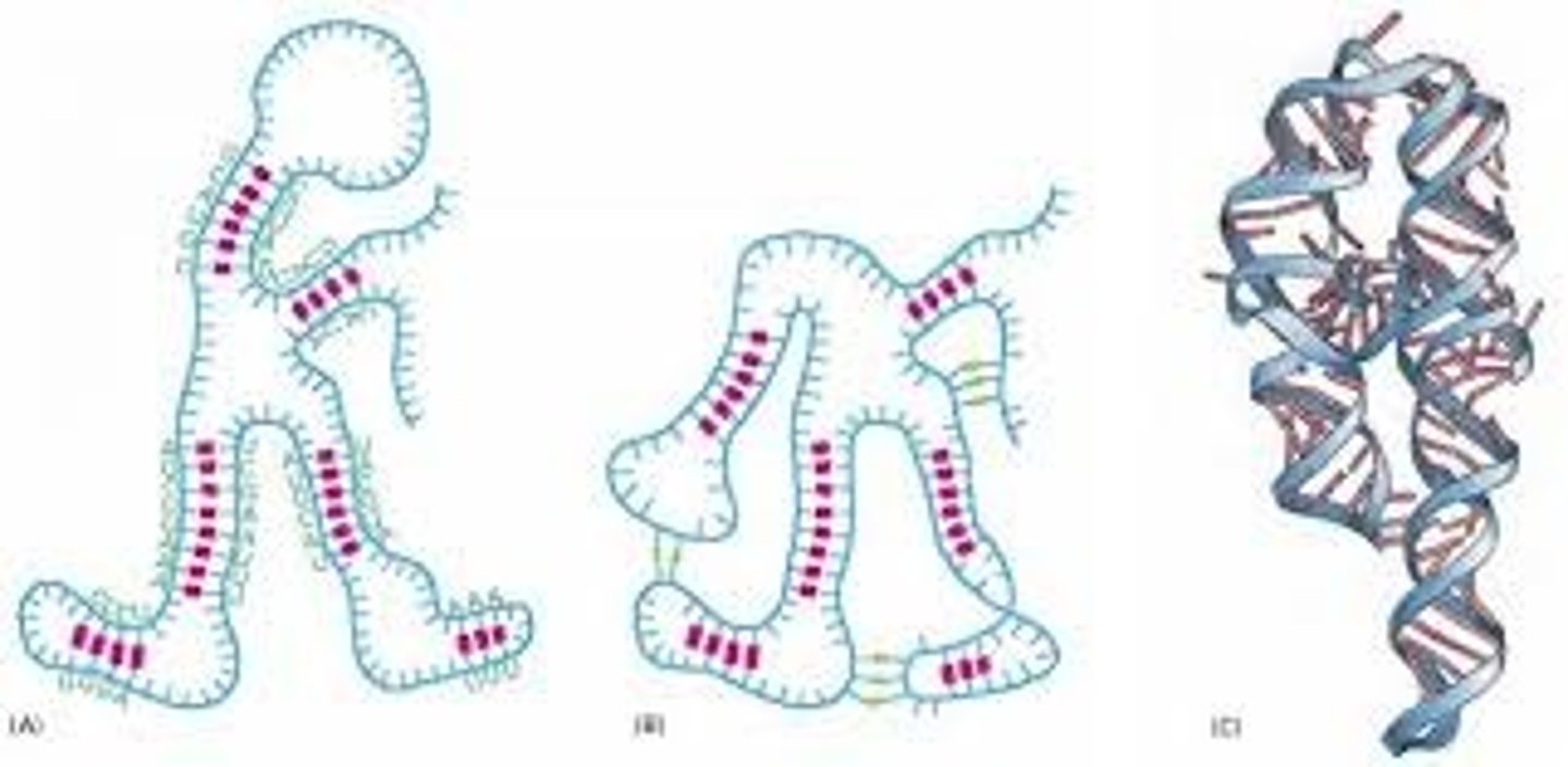 <p>- hydrogen bonding of unconventional base pairing + other intermolecular forces allow RNAs to make a 3D shape</p><p>C-U and G-A --> not normal, may just be 1 hydrogen bond</p><p>- these forces allow stem and loop structures come together and maintain that association in the tertiary structure = drive geometry</p><p>- unpaired bases leave functional groups free to interact w/ other molecules</p>