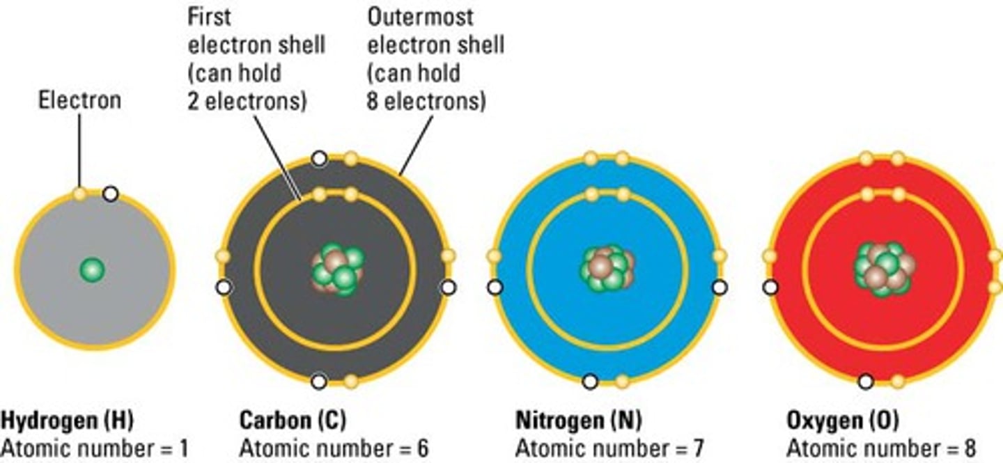 <p>oxygen (O), carbon (C), nitrogen (N), and hydrogen (H), phosphorus (P), sulfur (s)</p>