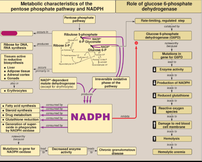 <p>Where does the Pentose phosphate pathway (PPP) occur?</p>