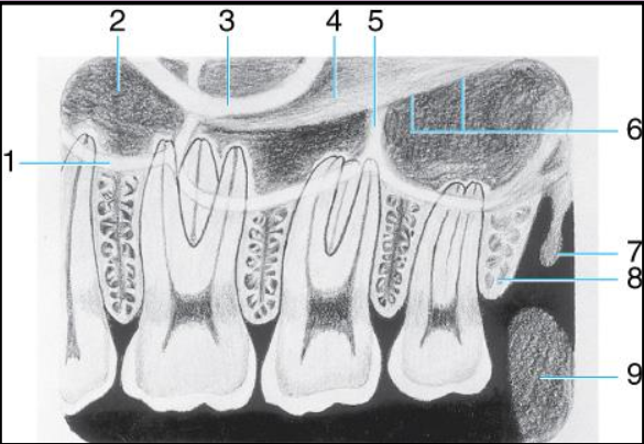 <ol><li><p>border of max sinus</p></li><li><p>maxillary sinus</p></li><li><p>zygomatic process</p></li><li><p>zygoma</p></li><li><p>septum in max sinus</p></li><li><p>lower border of zygomatic arch</p></li><li><p>hamulus </p></li><li><p>maxillary tuberosity</p></li><li><p>coronoid process (mandible) </p></li></ol><p></p>