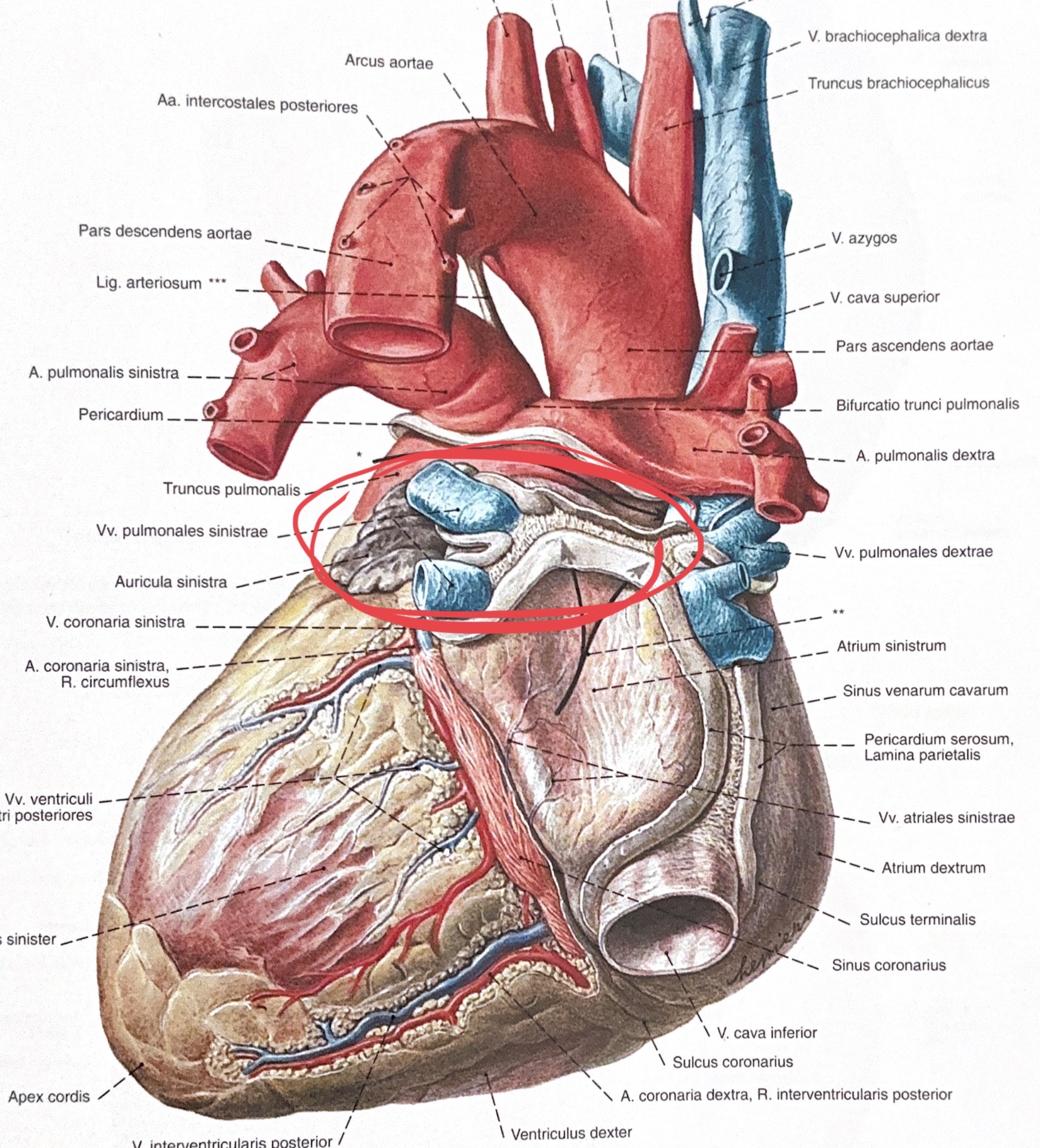 <p>Auricula sinistra</p>