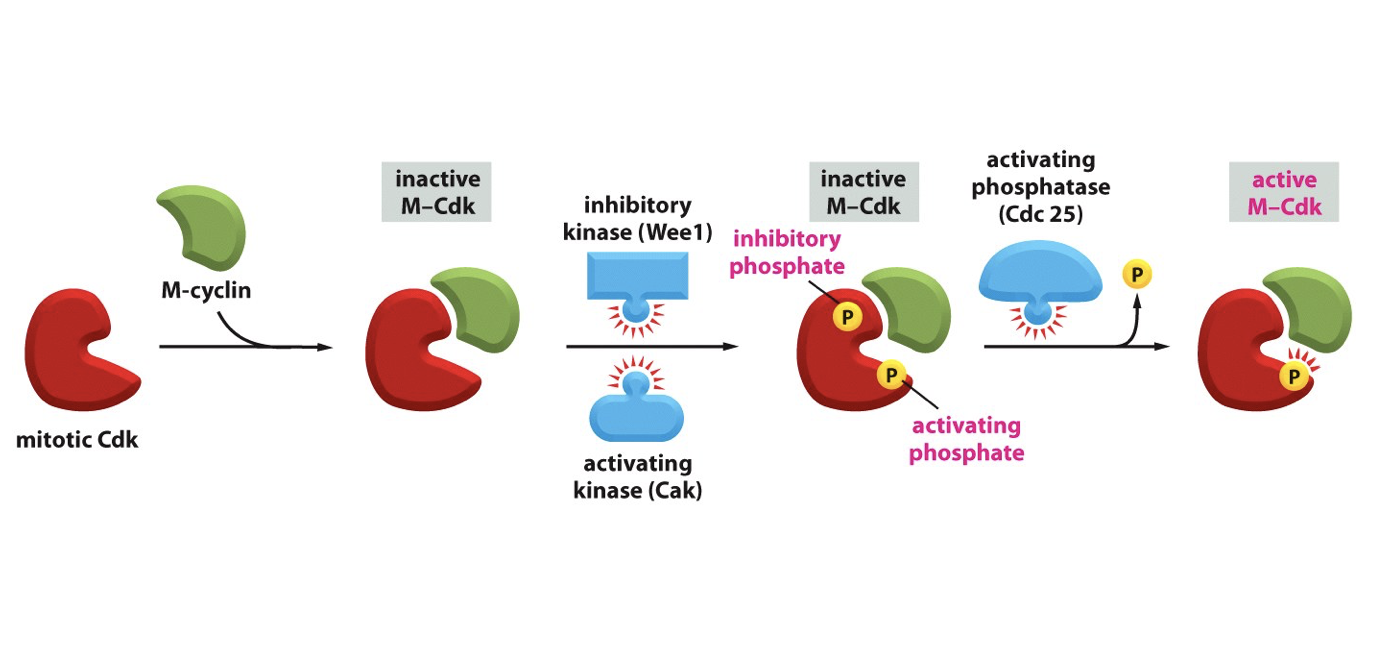 <p>M-cyclin binds to M-cdk, inhibiting it</p><p></p><p>inhibitory kinase (Wee1) and activating kinase (Cak) bind phosphate to it, so there is both an activating and inhibiting phosphate on (= innactive)</p><p></p><p>activating phosphatase (Cdc25) removes the inhibitory phosphate, activating the m-cdk</p><p></p><p>Active M-Cdk exhibits positive feedback on Cdc25 phosphatase, inhibiting it </p>