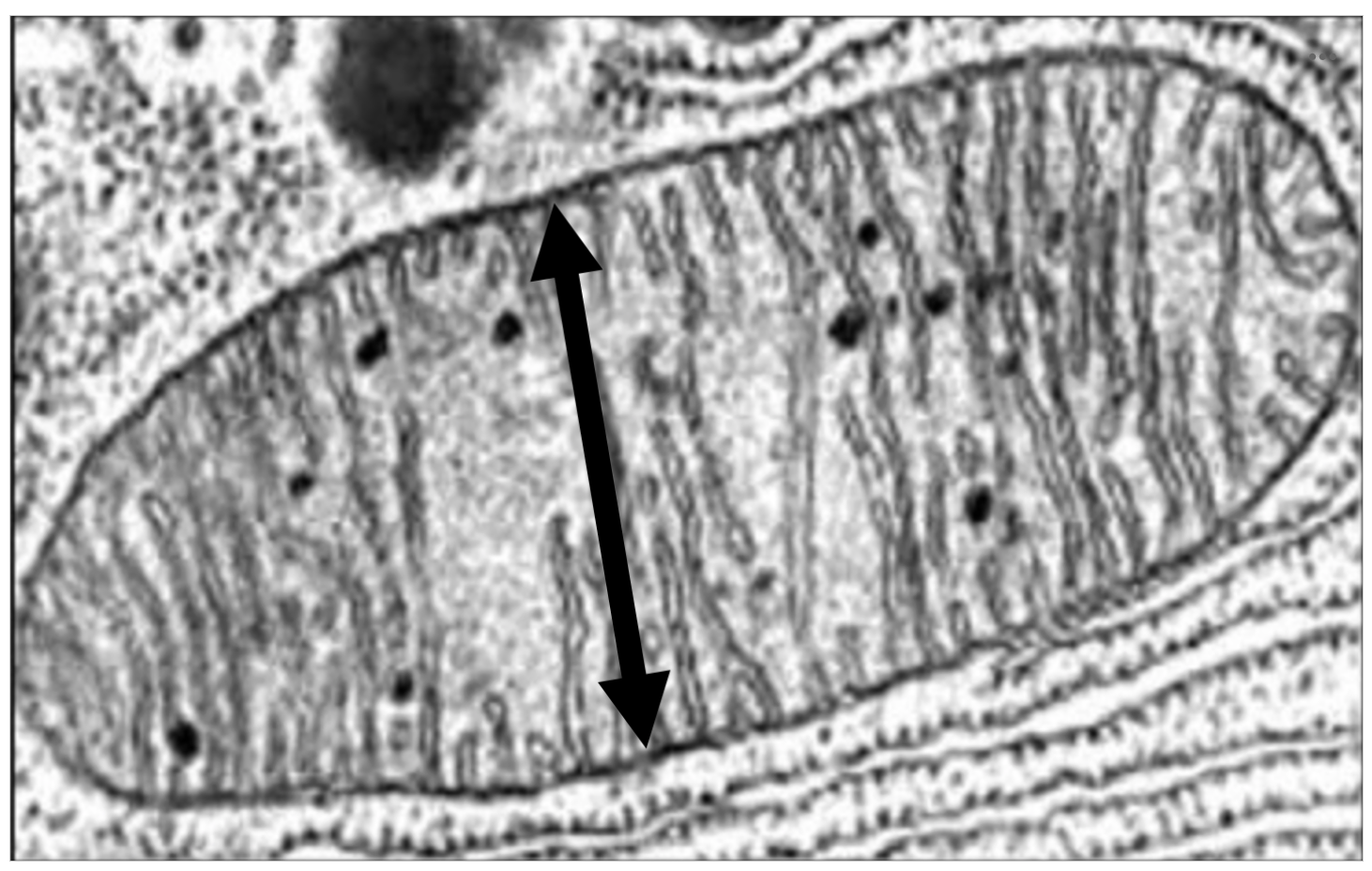 <p><span><span>Use the bacterial ruler to estimate the length of the double-sided arrow in this image. You may take a screen grab if you would like to annotate the image on another app to estimate the length of the arrow.</span></span></p><p><span><span>Option A: </span></span>240 µm</p><p><span><span>Option B: </span></span>120 µm</p><p><span><span>Option C: </span></span>0.24 µm</p><p><span><span>Option D: </span></span>0.12 µm</p>