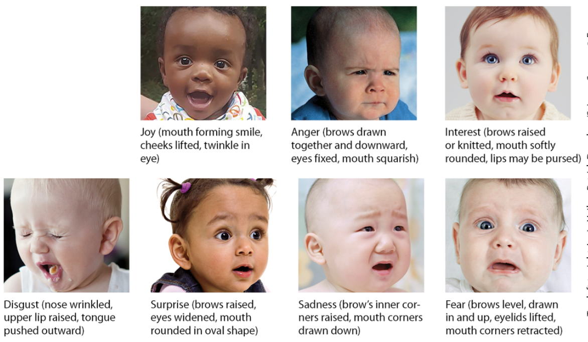 joy, anger, interest, disgust, surprise, sadness, fear