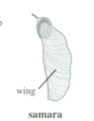 <p>Samara</p>