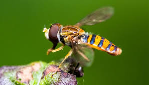 <p>Hoverflies</p>