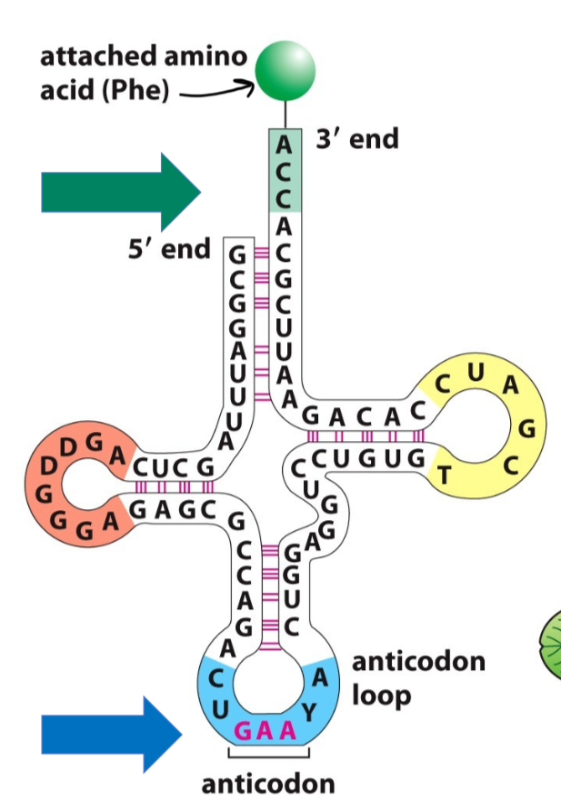 <p>serve as adaptors between mRNA and amino acids during protein synthesis</p><p>-anticodons land on complementary nucleotides (codons) on the mRNA and release amino acids, which, through covalent bonds, bond together to form polypeptide chains</p><p>-each tRNA is specific for the amino acid it is carrying</p>