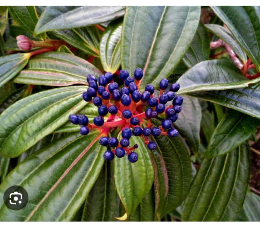 <p>Viburnum davidii, David’s viburnum, Adoxaceae</p>