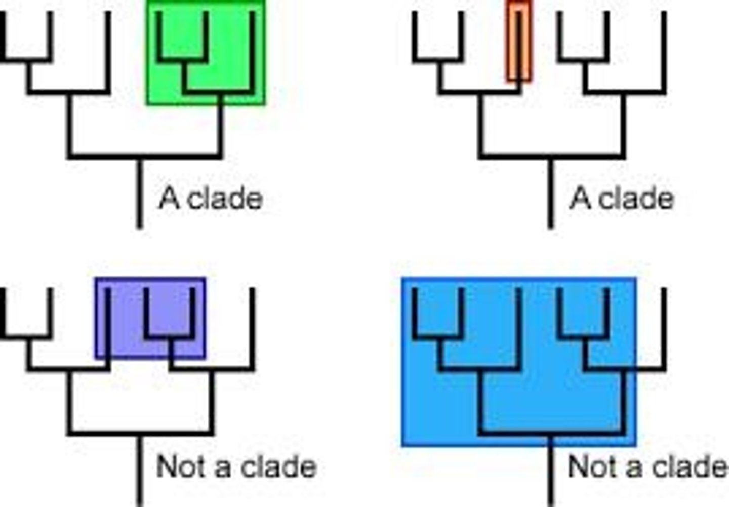 <p>A group of organisms that includes an ancestor and all its descendants, representing a branch on the tree of life.</p>