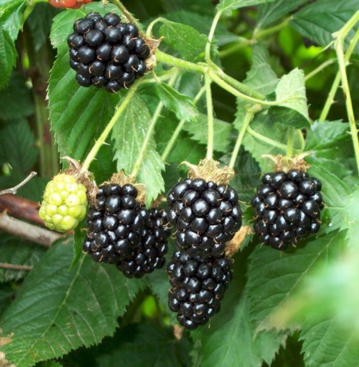 <p>blackberries</p>