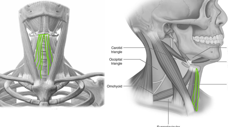 depress larynx and hyoid bone