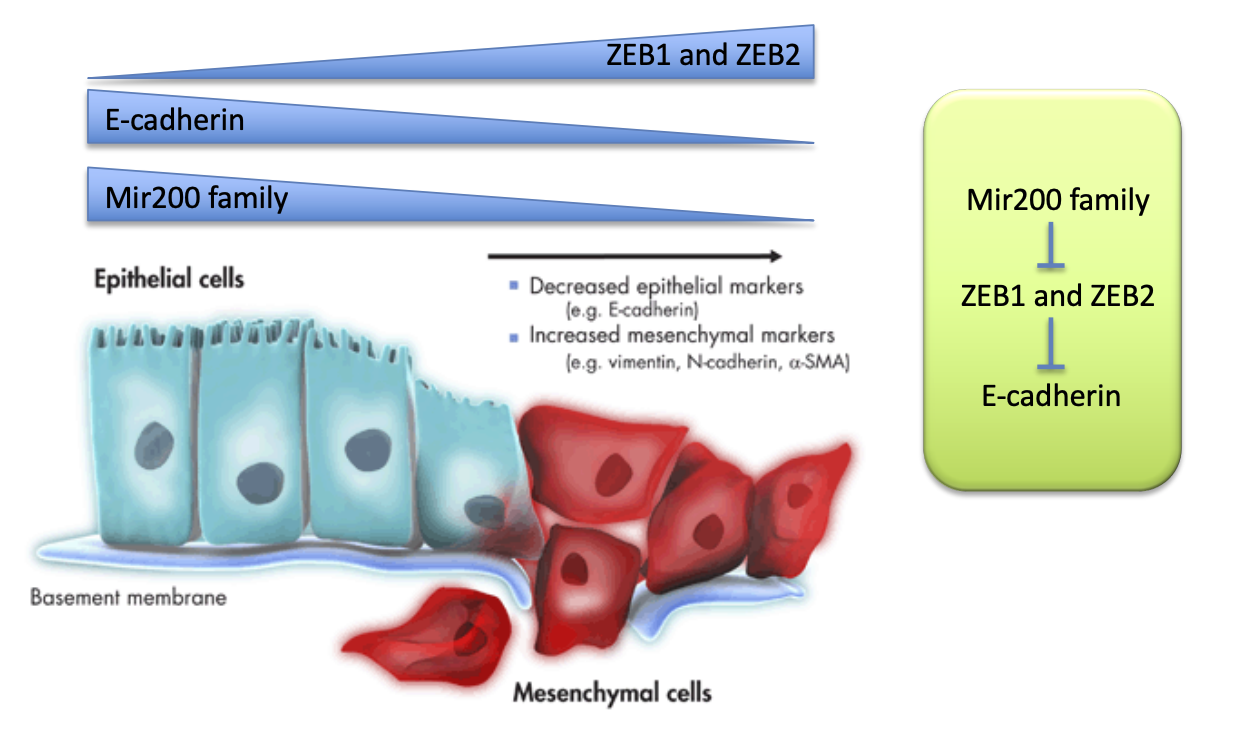 <p>miRNA family inhibit epithelial characteristics and promote mesenchymal traits. </p><p>function = suppresses ZEB1 and ZEB2 → which are in high conc. in mesenchymal cells and repress e-cadherin. </p><ul><li><p>therefore Mir200 family help sustain high e-cadherin conc. </p></li></ul><p></p>