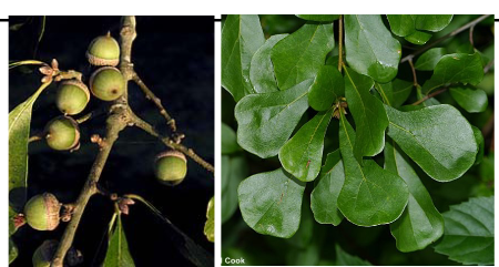 <p>Fagaceae</p><p>Quercus nigra</p>