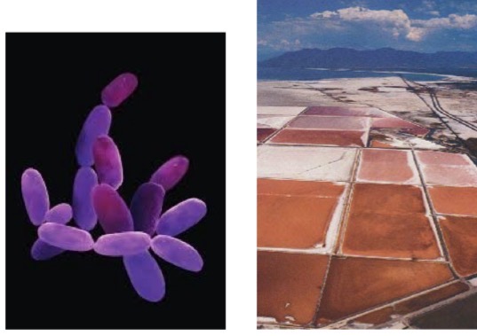 <p>Genus: Halobacterium</p>