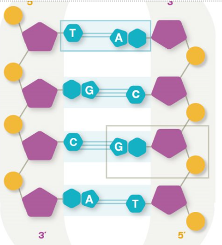 <p>consist of nitrogen bases</p>