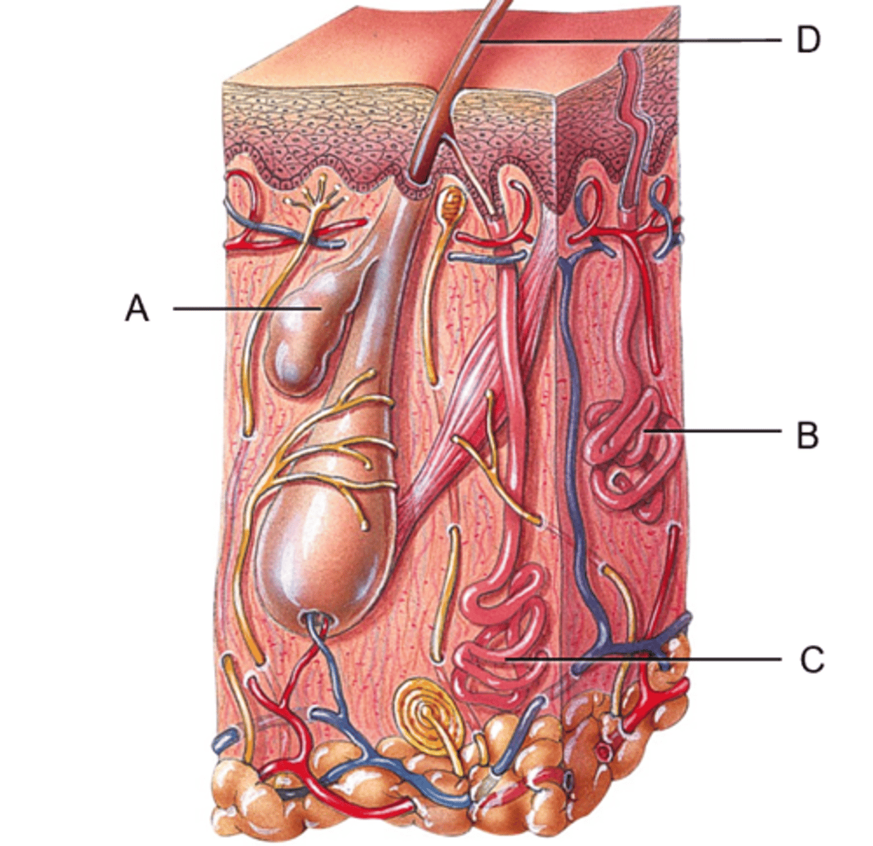 <p>Label this skin segment</p>