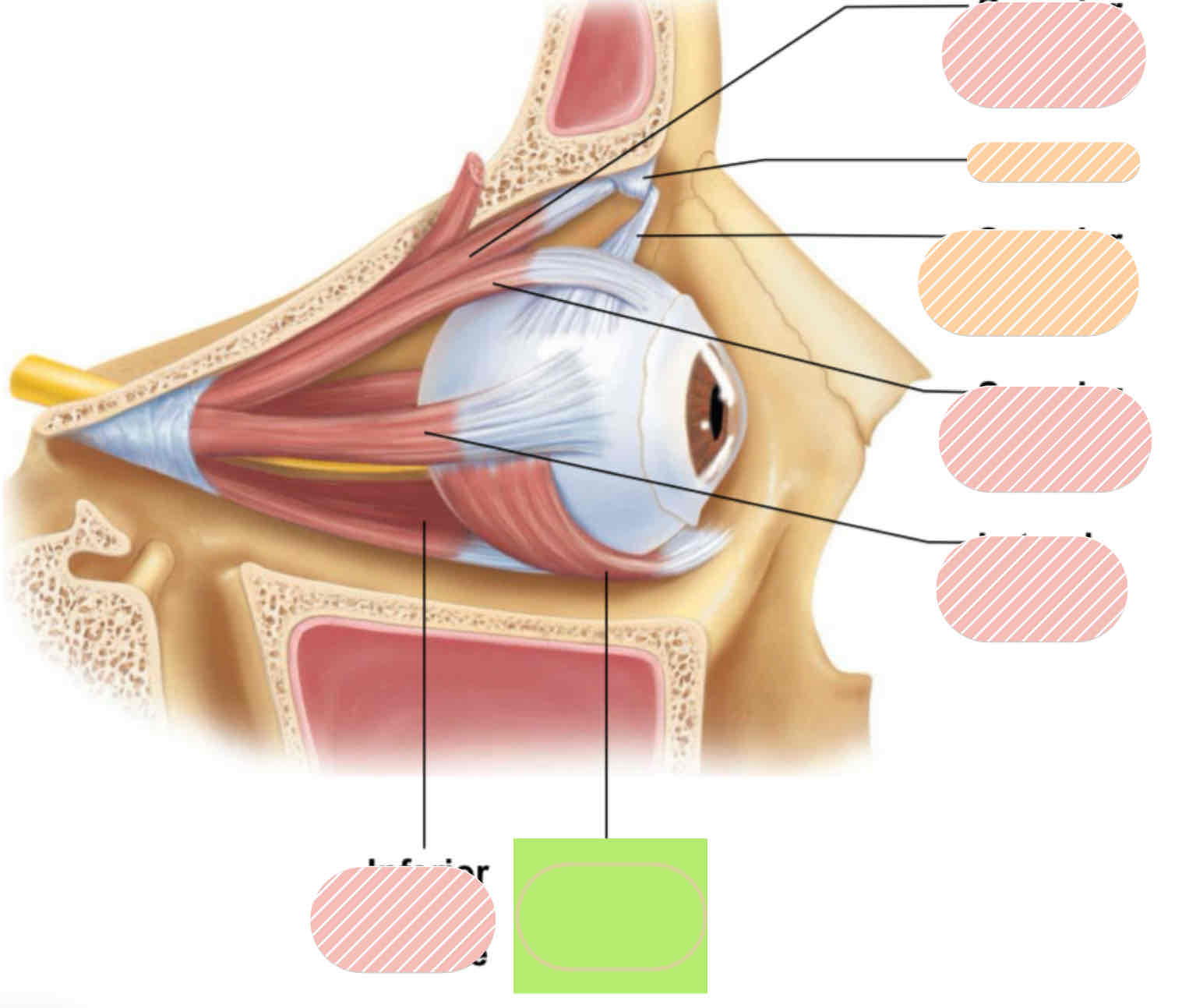 <p>Extrinsic eye muscles</p>