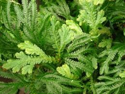 -club mosses
-living specimens Selaginella and Lycopodium