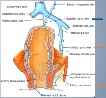 <p><strong>Rectal Drug absorption</strong></p><ol><li><p>_______________________ → enters hepatic portal system → first-pass effect</p></li><li><p>_______________________ → enter systemic circulation</p></li></ol>