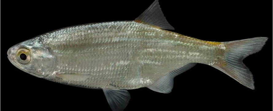 <ul><li><p><em><u>Order</u></em>: Hiodontiformes</p></li><li><p><em><u>Family</u></em>: Hiodontidae</p></li><li><p><strong>long anal fin (17 or more rays)</strong></p></li><li><p><strong>ventral margin of abdomen with sharp, <u>smooth</u> edge</strong></p></li></ul><p></p>