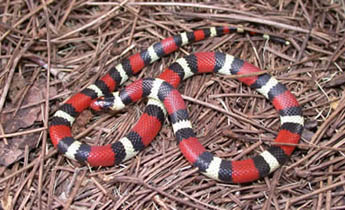 <p><span>These snakes are considerably smaller than milk snakes and reach lengths of 14 � 20 in (36-51 cm). The coloration and patterning is arguably the most beautiful of all snakes in our region. A mimic of the eastern coral snake (Micrurus fulvius), scarlet kingsnakes typically have alternating bands of red, black, and yellow in which red touches black but not yellow (in eastern coral snakes red touches yellow but not black. In the nonvenomous scarlet snake (Cemophora coccinea), that is similar in appearance, the bands across the back do not extend across the belly. In sections of northern Georgia and Tennessee the two milksnake subspecies are known to intergrade with varying results in pattern and coloration.</span></p>