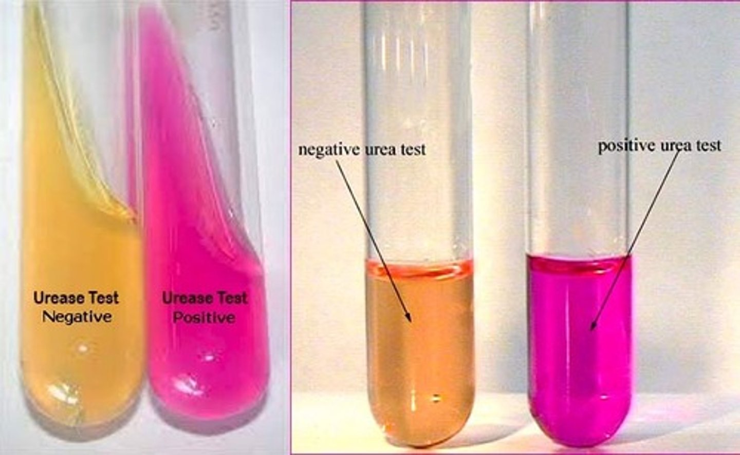 <p>Ammonium carbonate which turns the pH indicator - phenol red- pink at pH of 8.0.</p>
