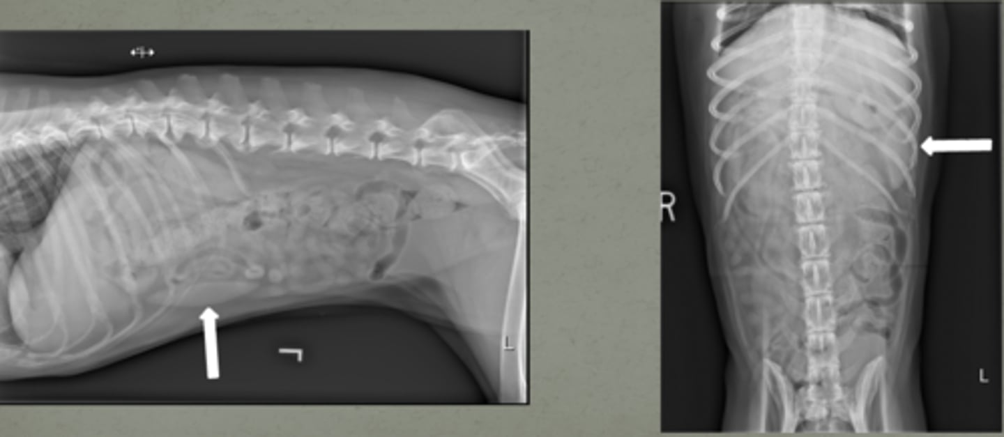 <p>ID organ</p>