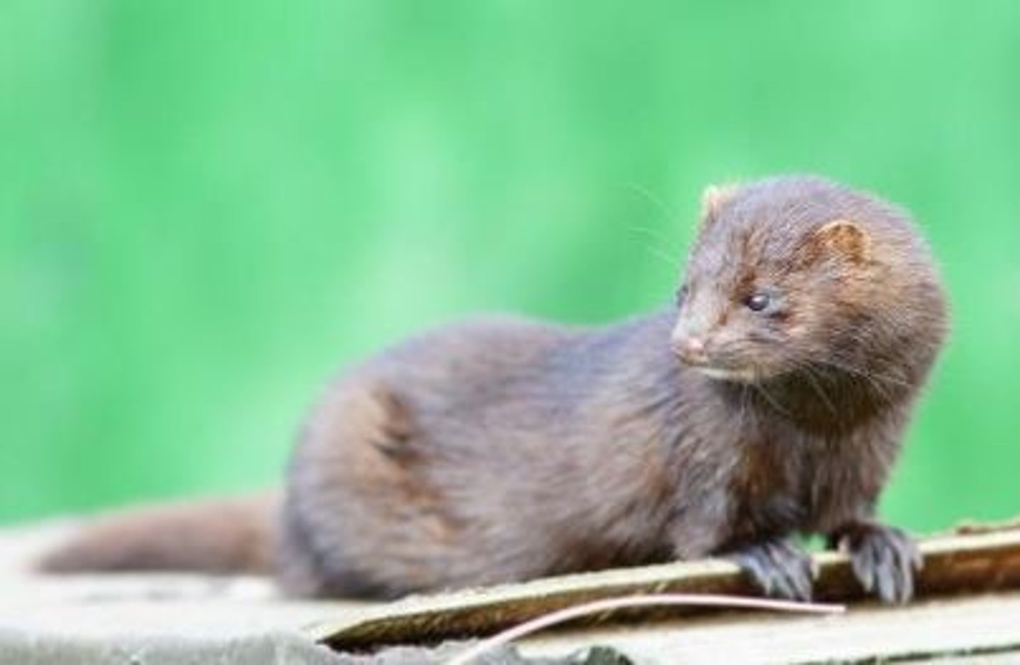 <p>What animal is this?</p>