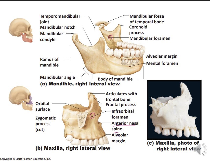 <p>T MJ is formed by the mandibular condyle and the mandibular fossa</p><p>mandibular nerve enters the mandibular foramen</p><p>maxillary bone is more porous so anaesthetic can diffuse through the bone - can’t be done to the mandible</p>