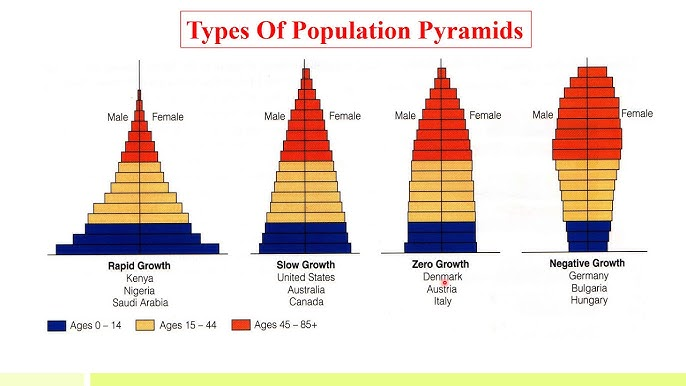 <p>Rapid growth: wide base that tapers off quickly, found in developing countries because there are a lot of births but short lifespans</p><p>Slow growth: country’s population growth rate slows; base is narrow but the shape is still a pyramid; birth rate is just barely over the death rate</p><p>Stability: the population is stable with a fairly even distribution</p><p>Decline: declining population; base is very narrow and it is very top-heavy</p><p></p>