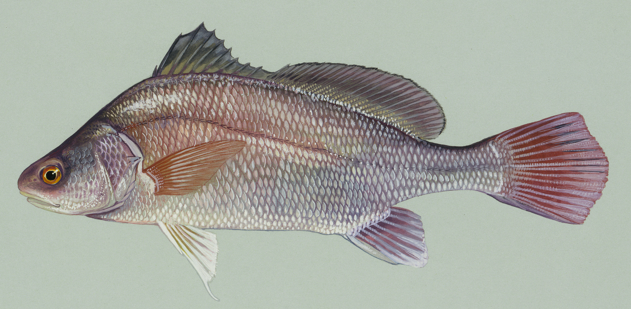 <p>heavy bodied. Looks like carp but has 8-9<br>spines in the anterior dorsal fin, and lateral line that<br>extends into the rounded caudal fin. Yellow to silvery.<br>Size: 10-14in, 1-5lbs. Max 35lbs Habitat: lakes, rivers, ponds, streams</p>