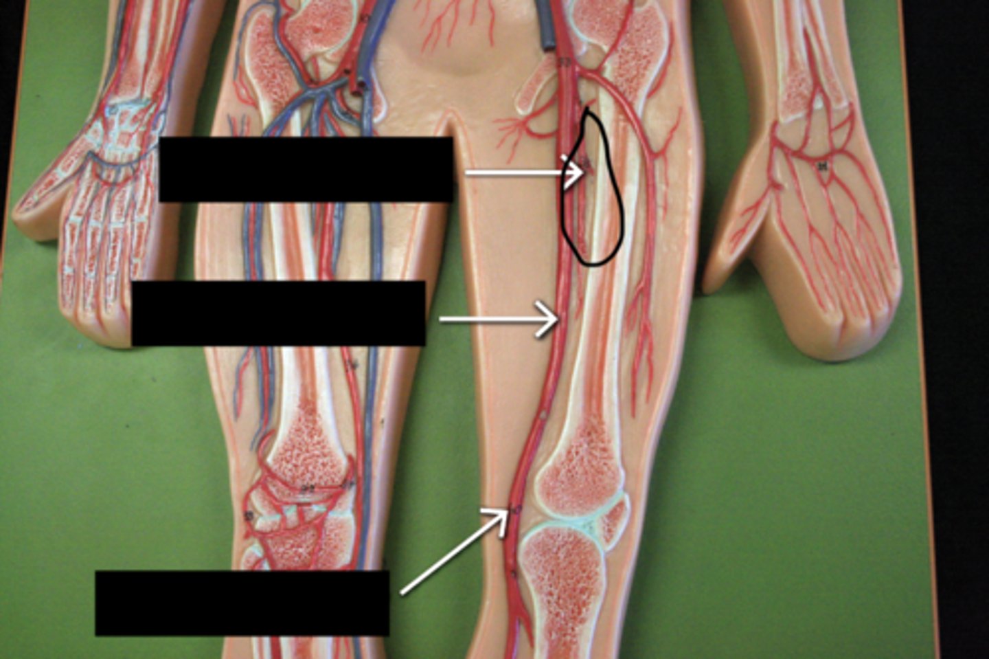 knowt flashcard image
