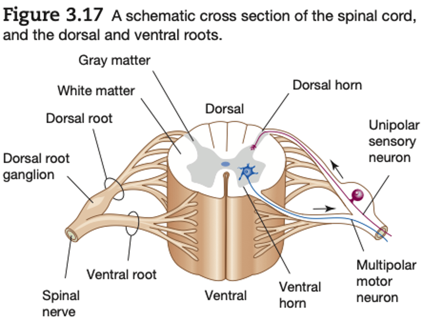 <p>is composed largely of cell bodies and unmyelinated interneurons</p>