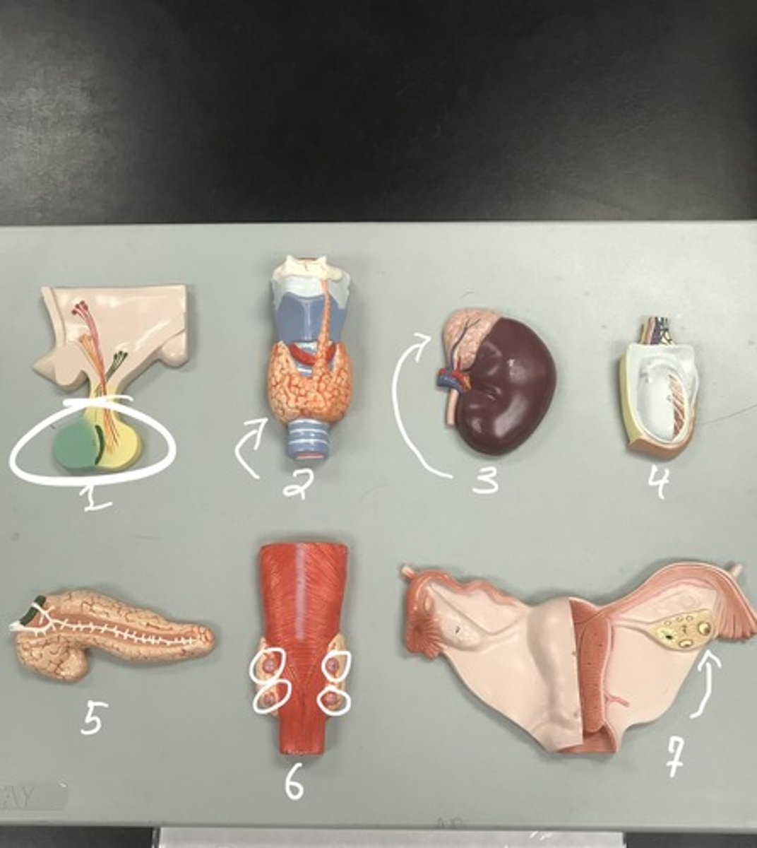<p>Label each of the structures in numerical order</p>