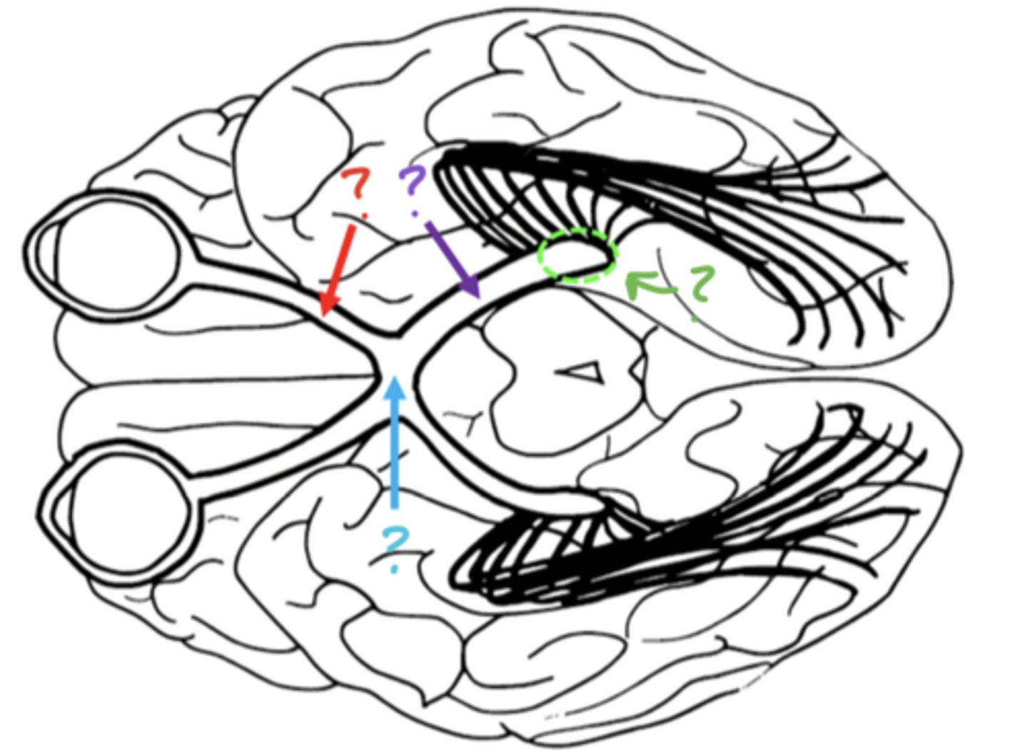 <p>what structure is labeled with the purple arrow?</p>