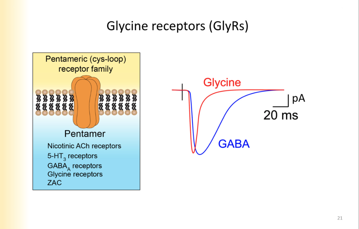 <p>Glycine receptors are also chloride channels </p><p>same family, same structure</p><p>OPEN FASTER and shuts off faster</p><p>activated by glycine</p>