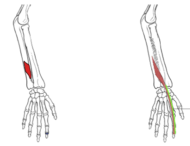 <p>What is the origin for extensor indicis?</p>