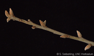 <p>dark blocky bark (like flowering dogwood), lots of branching, large leaves (similar to water oak but huge) furry leathery w/ bristle tips, dry acidic upland, small black acorn, has tiloses Bud: large for an oak</p>