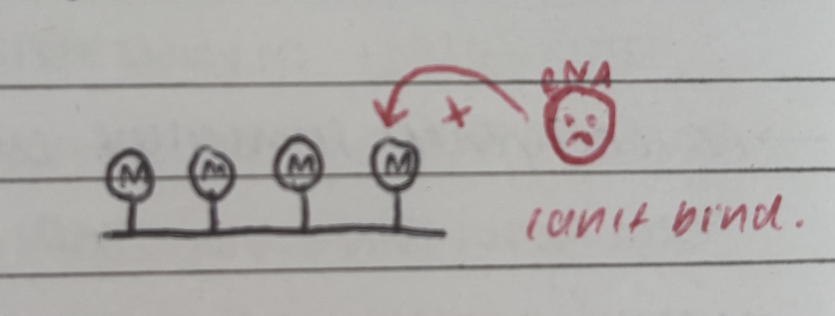 <p>methyl groups attach to cytosine bases. silences genes because T.F and RNA polymerase can’t bind/move along DNA strand and activate transcription</p>