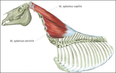 splenius