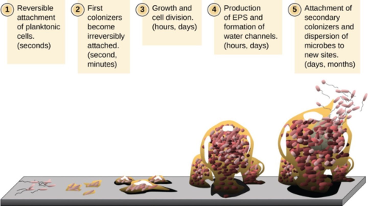 <p>Biofilms secrete slimy substance called extracellular polymeric substance (EPS)</p><p>This acts like a glue which allows them to irreversibly attach to a surface.</p>