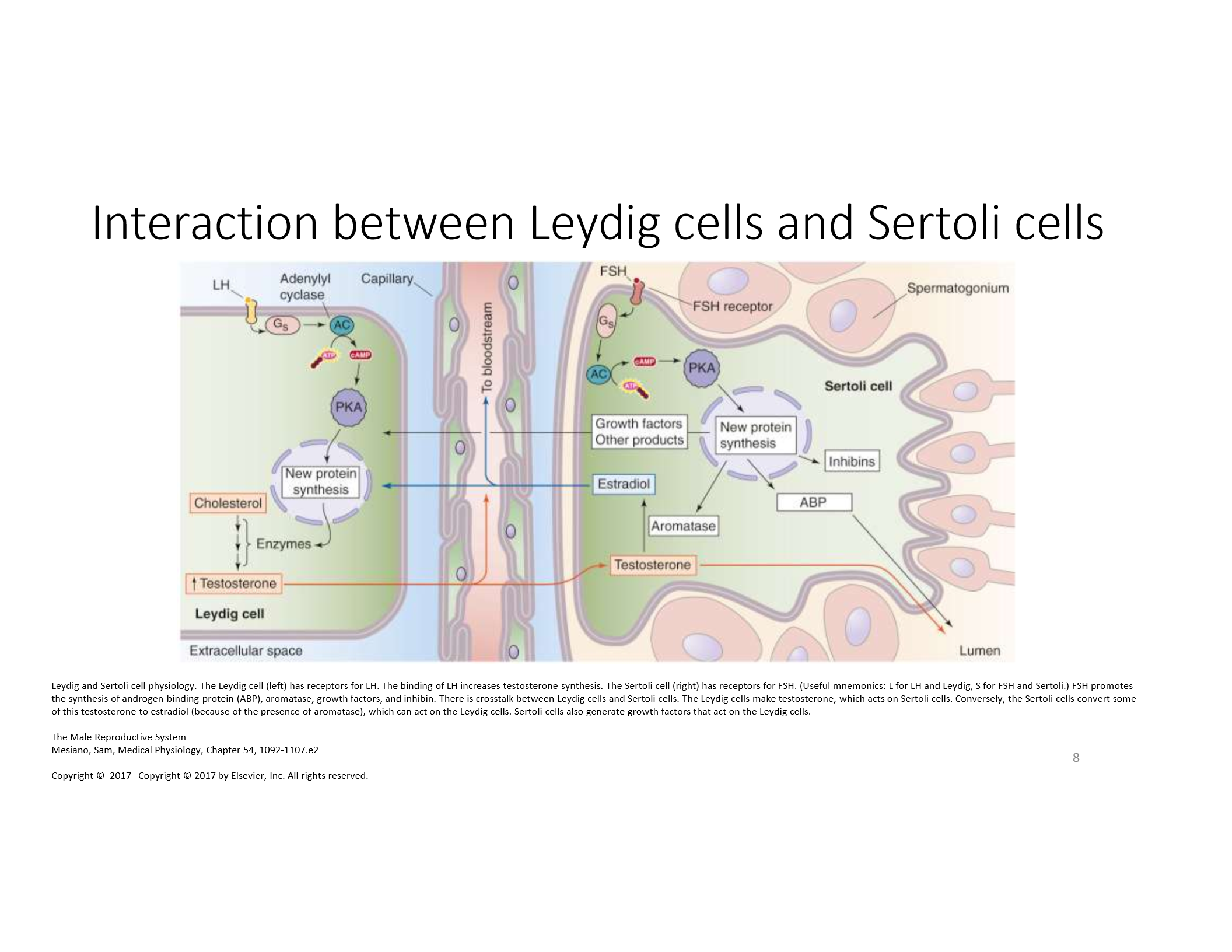 <p>LH binds to its receptor, triggering cAMP/PKA pathway, leading to conversion of cholesterol to testosterone.</p>