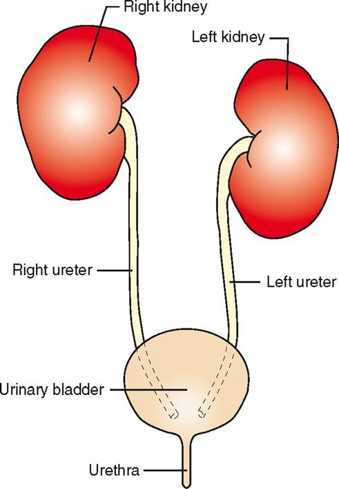<ul><li><p><span><span>kidneys (2)</span></span></p></li><li><p style="text-align: left;"><span><span>ureters (2)</span></span></p></li><li><p style="text-align: left;"><span><span>urinary bladder (1)</span></span></p></li><li><p style="text-align: left;"><span><span>urethra (1)</span></span></p></li></ul><p></p>